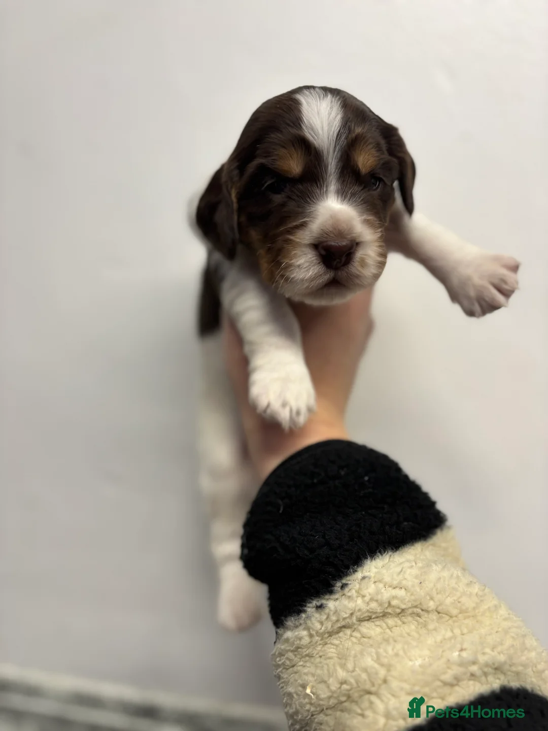 Cocker Spaniel dogs for sale: ✨ Cocker Spaniel Puppies ✨ - Advert 11