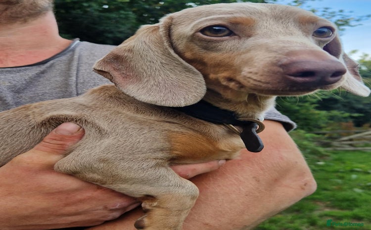 Miniature Dachshund dogs - Advert 1