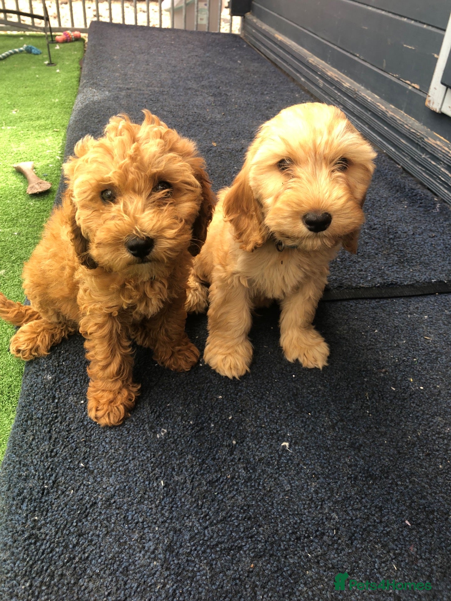 Cockapoo dogs 3 left cockapoo - Advert 5