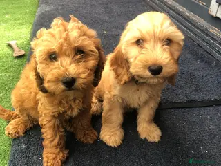 Cockapoo dogs 3 left cockapoo - Advert 5