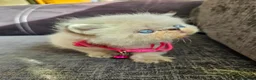 Persian cats for sale: Stunning Top Quality Persian Kittens  - Advert 9