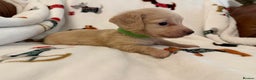 Miniature Dachshund dogs for sale: Beautiful Cream Longcoats Miniature Dachshund  - Advert 2
