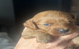 Cavapoo dogs for sale: Beautiful healthy Cavapoo’s d.o.b 22/08/25 - Image 31
