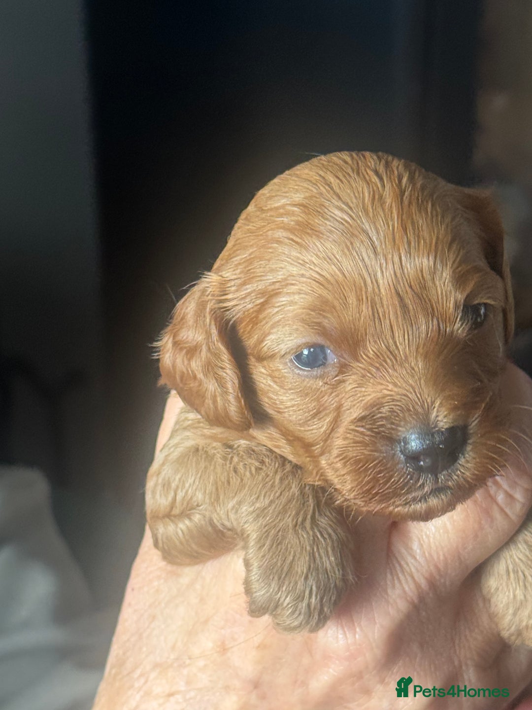 Cavapoo dogs for sale: Beautiful healthy Cavapoo’s d.o.b 22/08/25 - Image 31