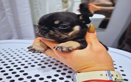 French Bulldog dogs for sale: French Bulldog Puppies – Beautiful and Home-Raised - Image 7