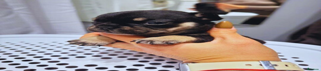 French Bulldog Puppy 2