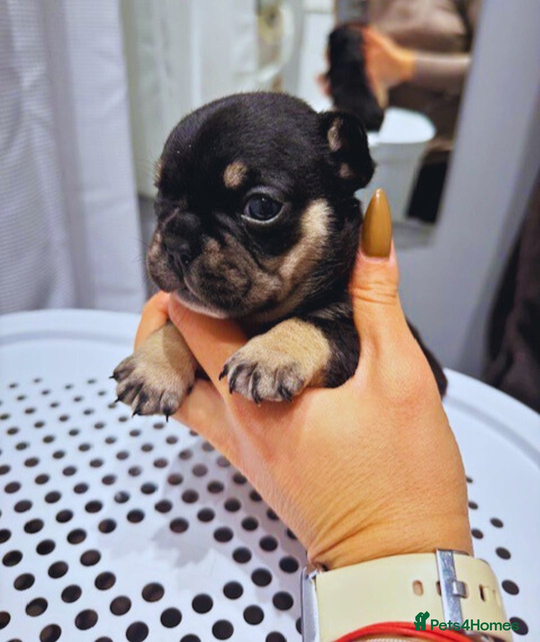 French Bulldog dogs for sale: French Bulldog Puppies – Beautiful and Home-Raised - Image 7