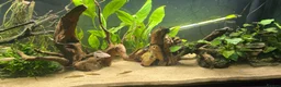 Catfish fish for sale: Fluval roma 240L aquarium- complete upgraded setup - Advert 3