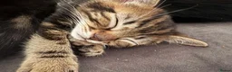 British Shorthair cats for sale: Kitten for sale - Advert 7