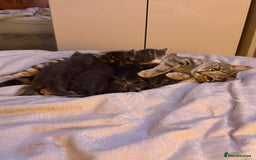 Mixed Breed cats for sale: Gorgeous kittens ready soon - 2 boys, 2 girls - Image 10