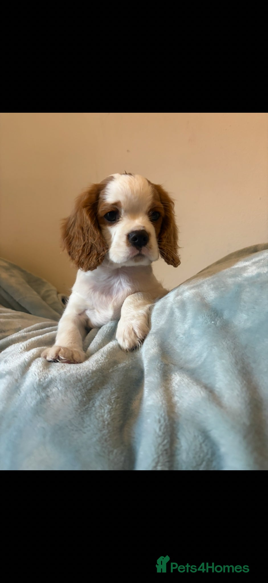 Cavalier King Charles Spaniel dogs REDUCED READY FOR THEIR FOREVER HOME KC REGISTERED - Advert 1