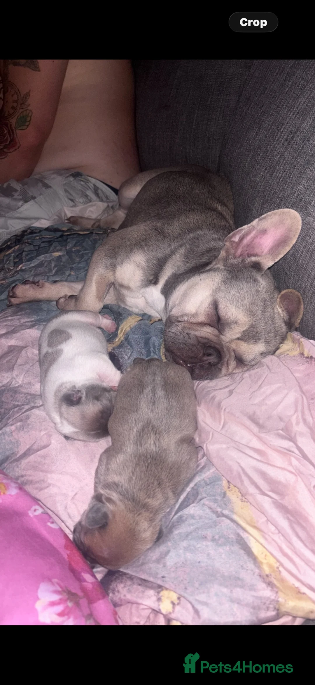 French Bulldog dogs for sale: French bulldog  - Advert 3
