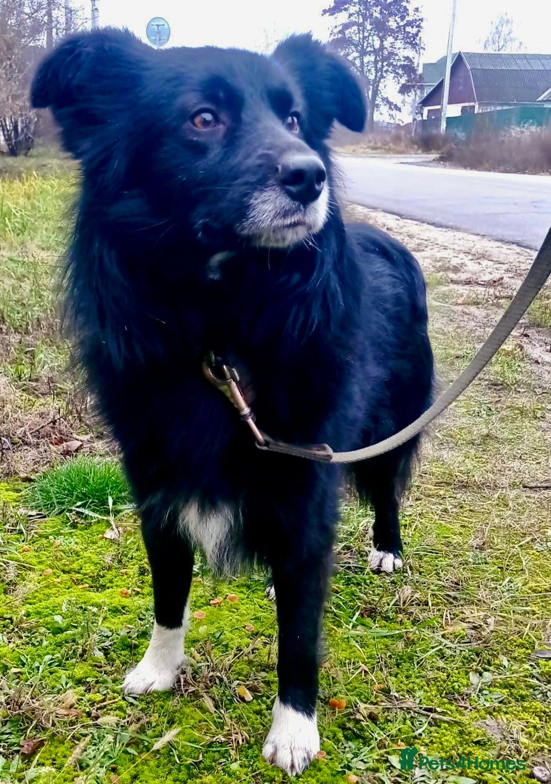 Border Collie dogs for adoption: 🐾 TED – Male Border Collie - Advert 4