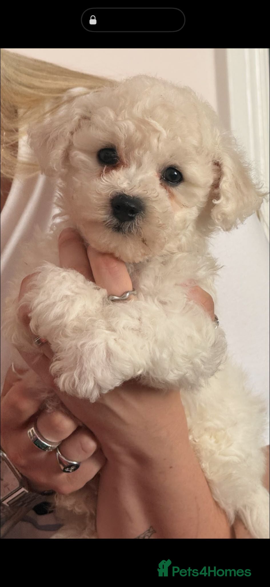 Bichon Frise dogs Full pedigree Bichon frise  - Advert 2