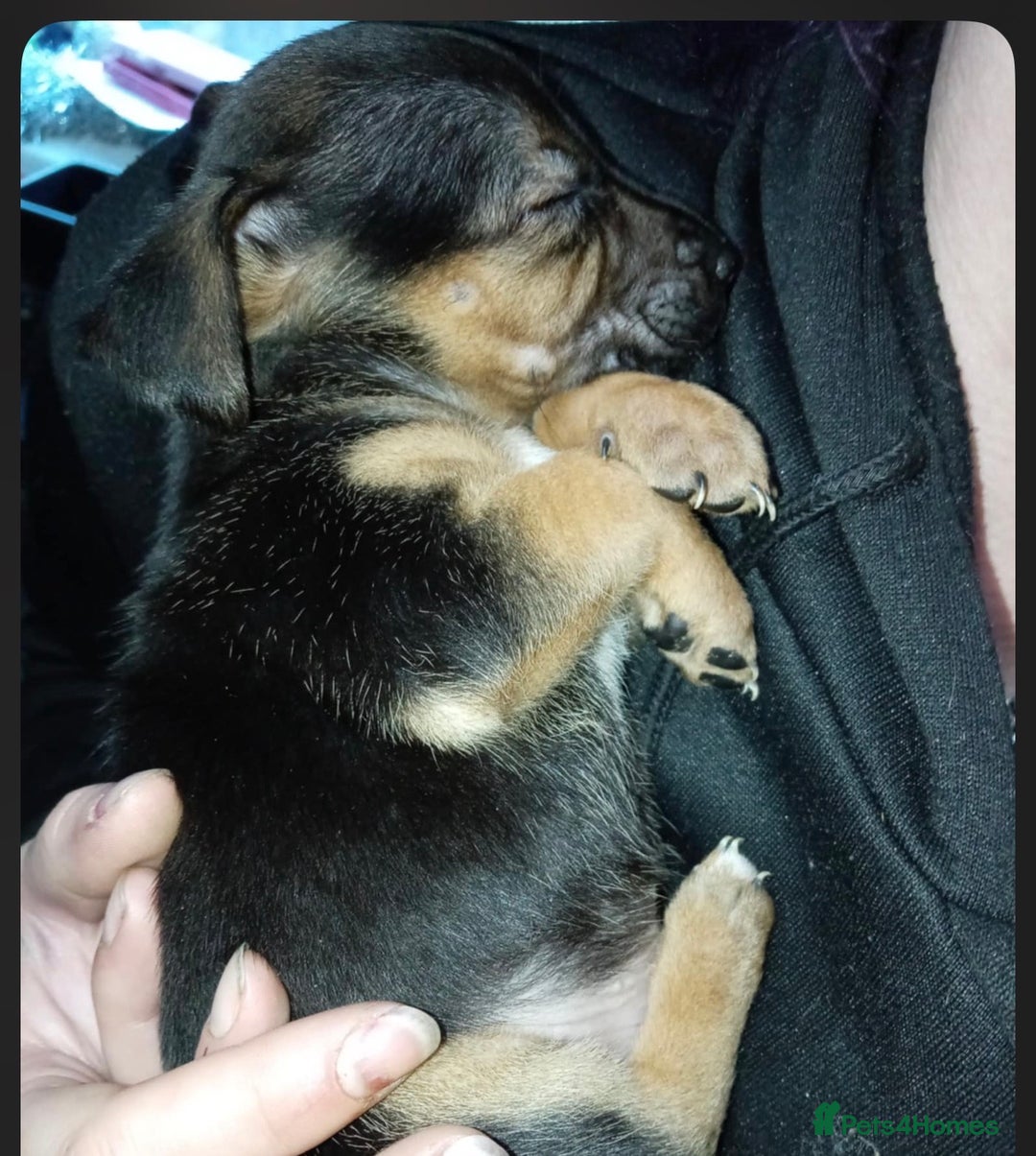 Mixed Breed dogs for sale: Patterjack x staffy puppies available  - Advert 3