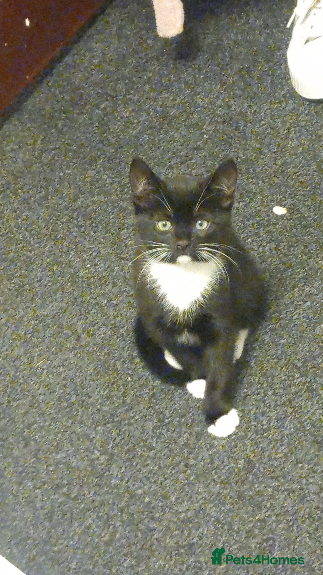Mixed Breed cats 2 male kittens for sale - Advert 1