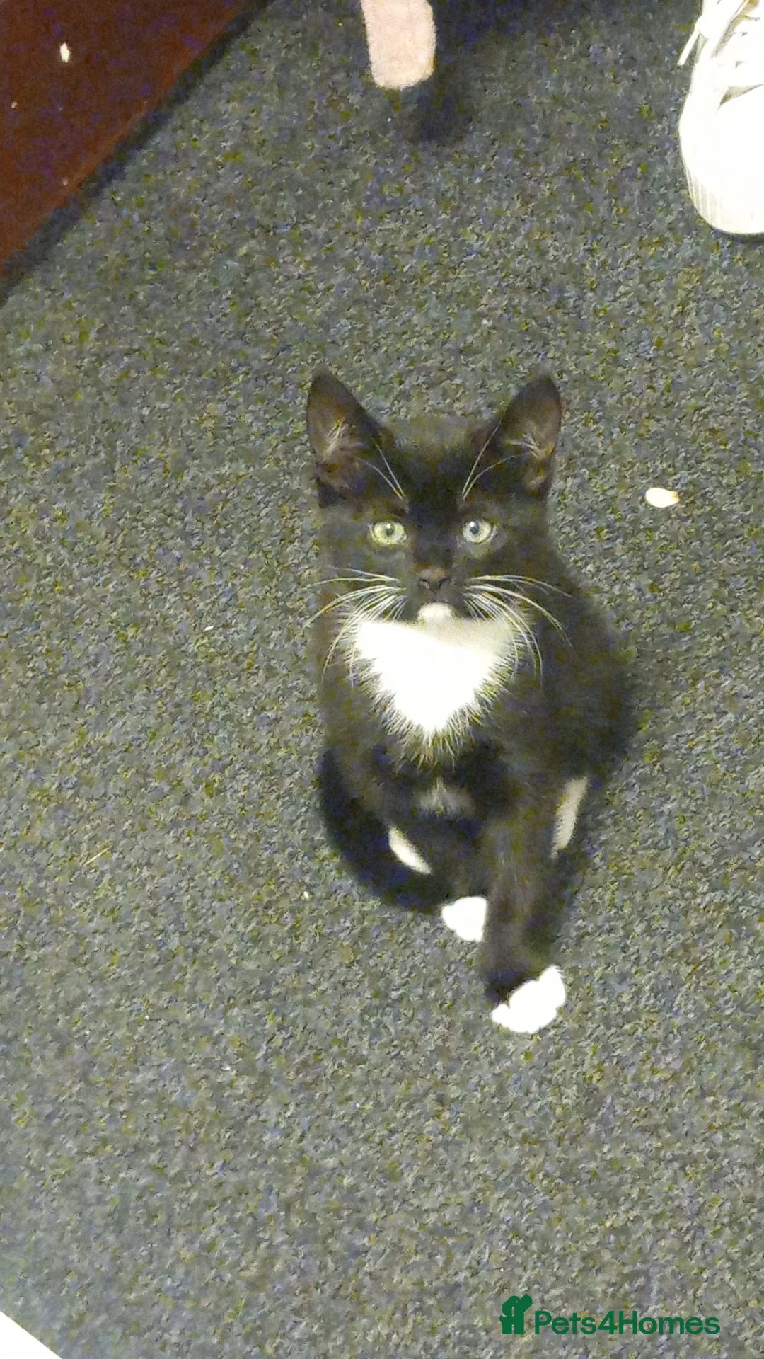 Mixed Breed cats for sale: 2 male kittens for sale in London - Advert 1