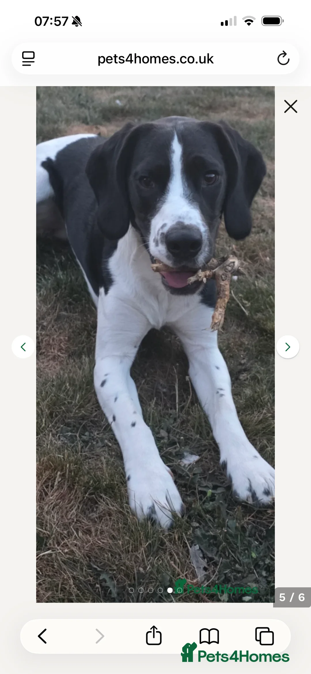 Bocker dogs for sale: Bocker 20 months old in Ashby-de-la-Zouch - Advert 6