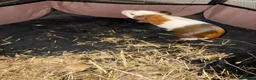 Guinea Pig rodents for sale: 3 month old boar - Advert 2