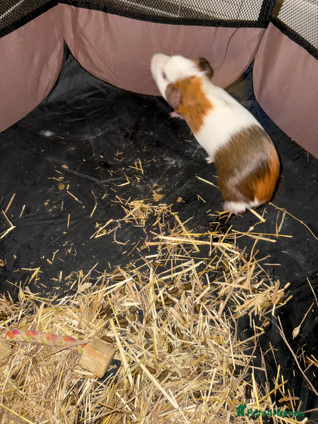 Guinea Pig rodents for sale: 3 month old boar - Advert 2