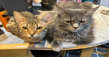 Savannah cats - Advert 13