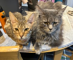 Savannah cats - Advert 3