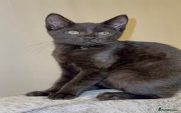Mixed Breed cats for sale: Stunning Female Black Kitten  - Advert 5