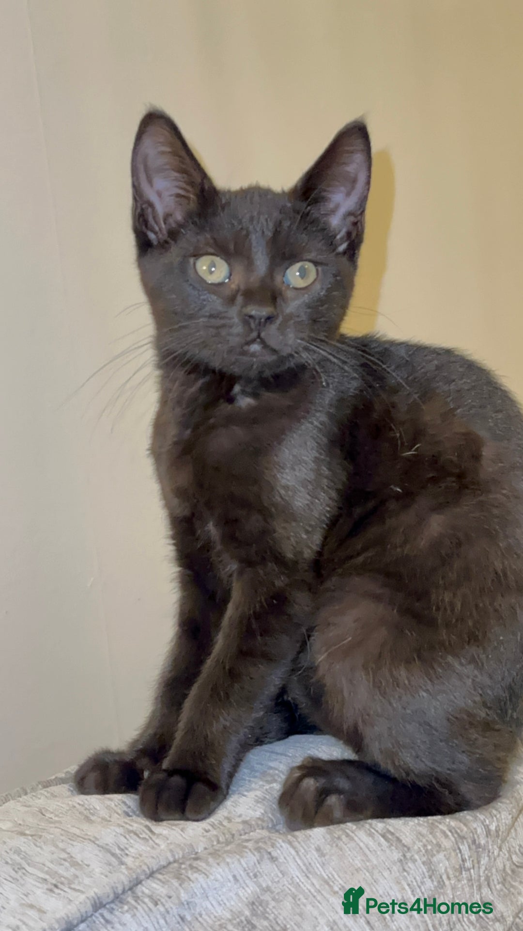 Mixed Breed cats for sale: Stunning Female Black Kitten  - Advert 5