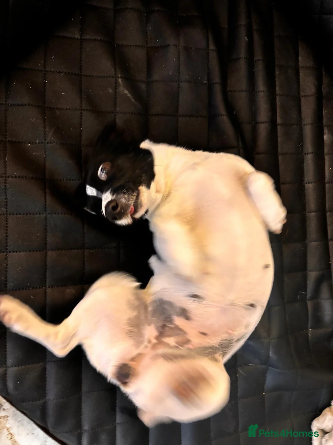 Jack Chi dogs for sale: Jack x chi in Chester - Advert 4