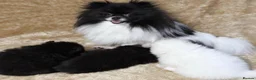 Pomeranian dogs for sale: Beautiful KC Registered Pomeranian Puppies in Dagenham - Advert 5