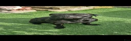 Staffordshire Bull Terrier dogs for sale: Black Kc Reg Staffordshire Bull Terrier female - Advert 3