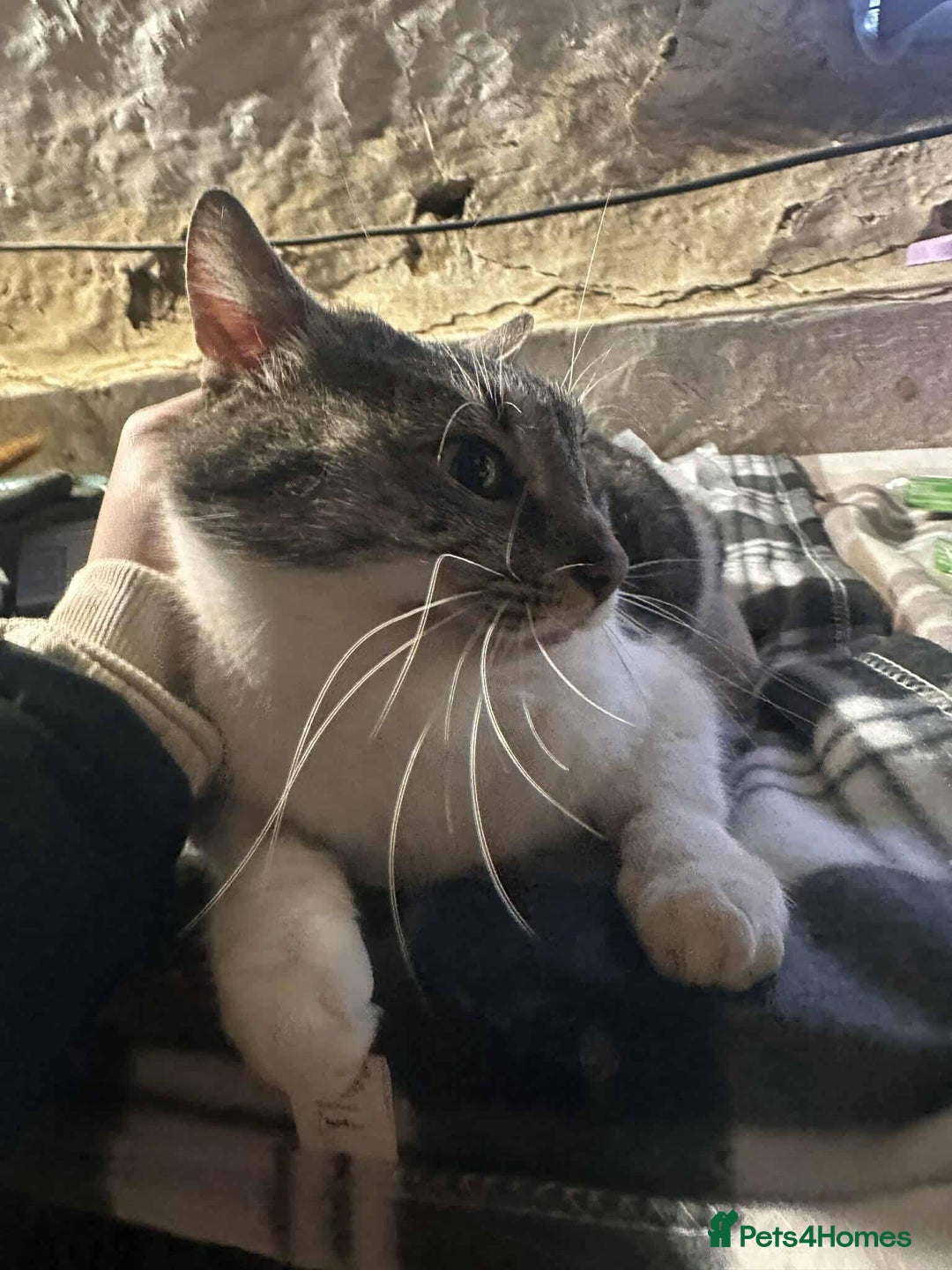 Mixed Breed cats for adoption: Mercury for adoption - Advert 9