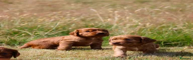 Cocker Spaniel 6