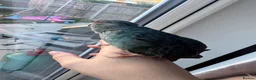 Mixed Breed birds for sale: Teal, the kakariki  - Advert 9