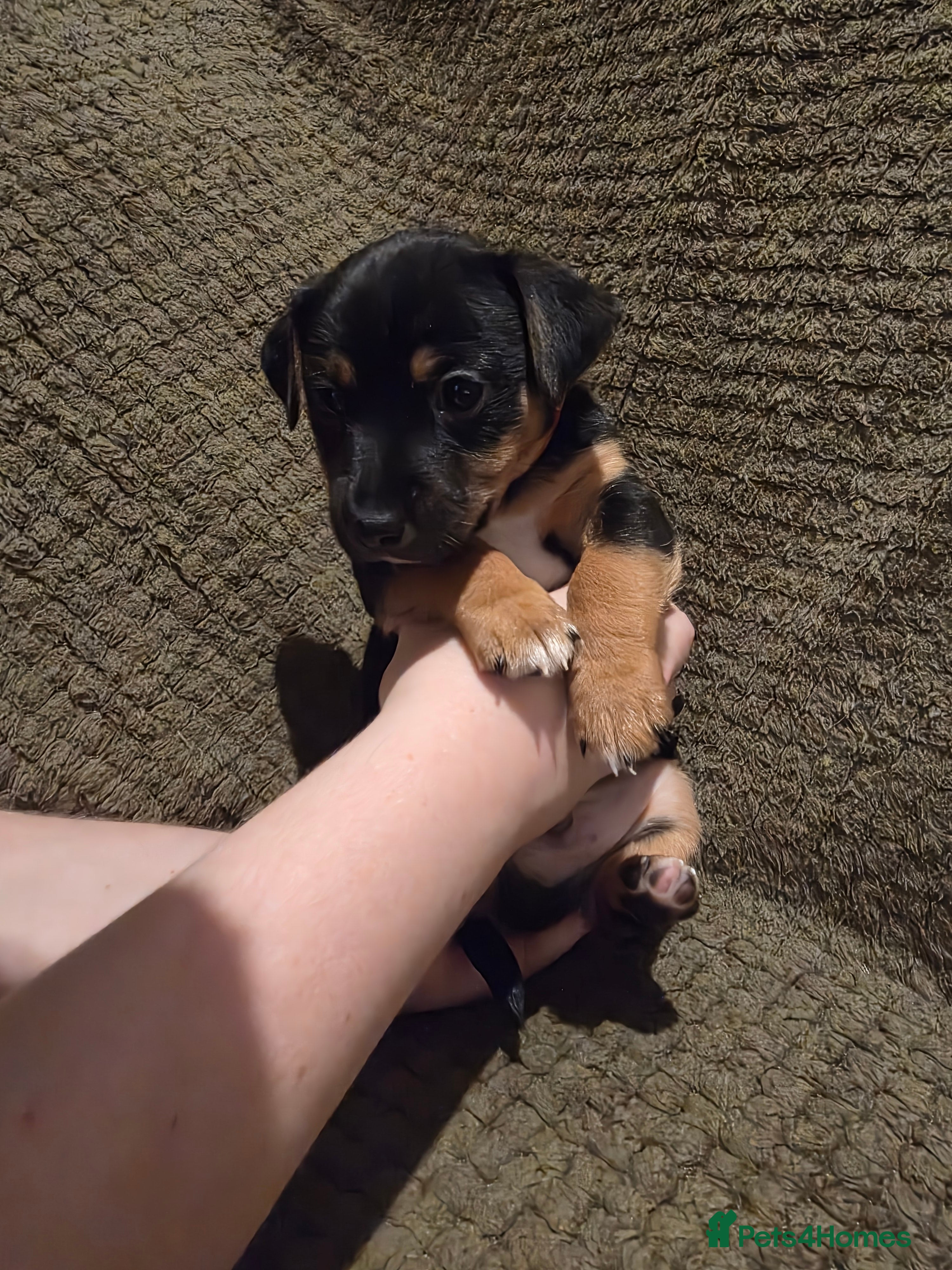 Jack Russell dogs Gorgeous Chunky Jack Russell Pups for sale - Advert 4