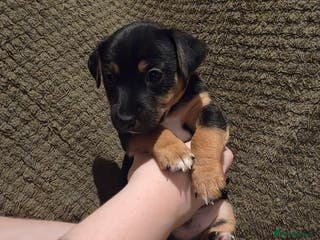 Jack Russell dogs Gorgeous Chunky Jack Russell Pups for sale - Advert 5