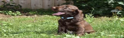 Cocker Spaniel dogs for sale: Ready Now Kc Reg Show Type Cocker Spaniel  - Advert 8