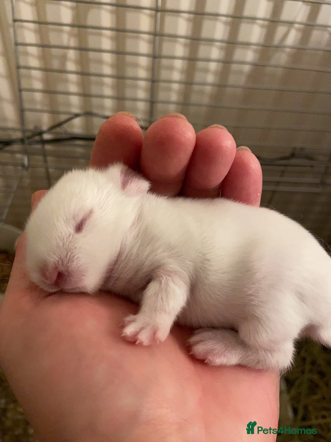 Netherland Dwarf rabbits for sale: Beautiful pure Netherland drawf baby bunnies  - Advert 8