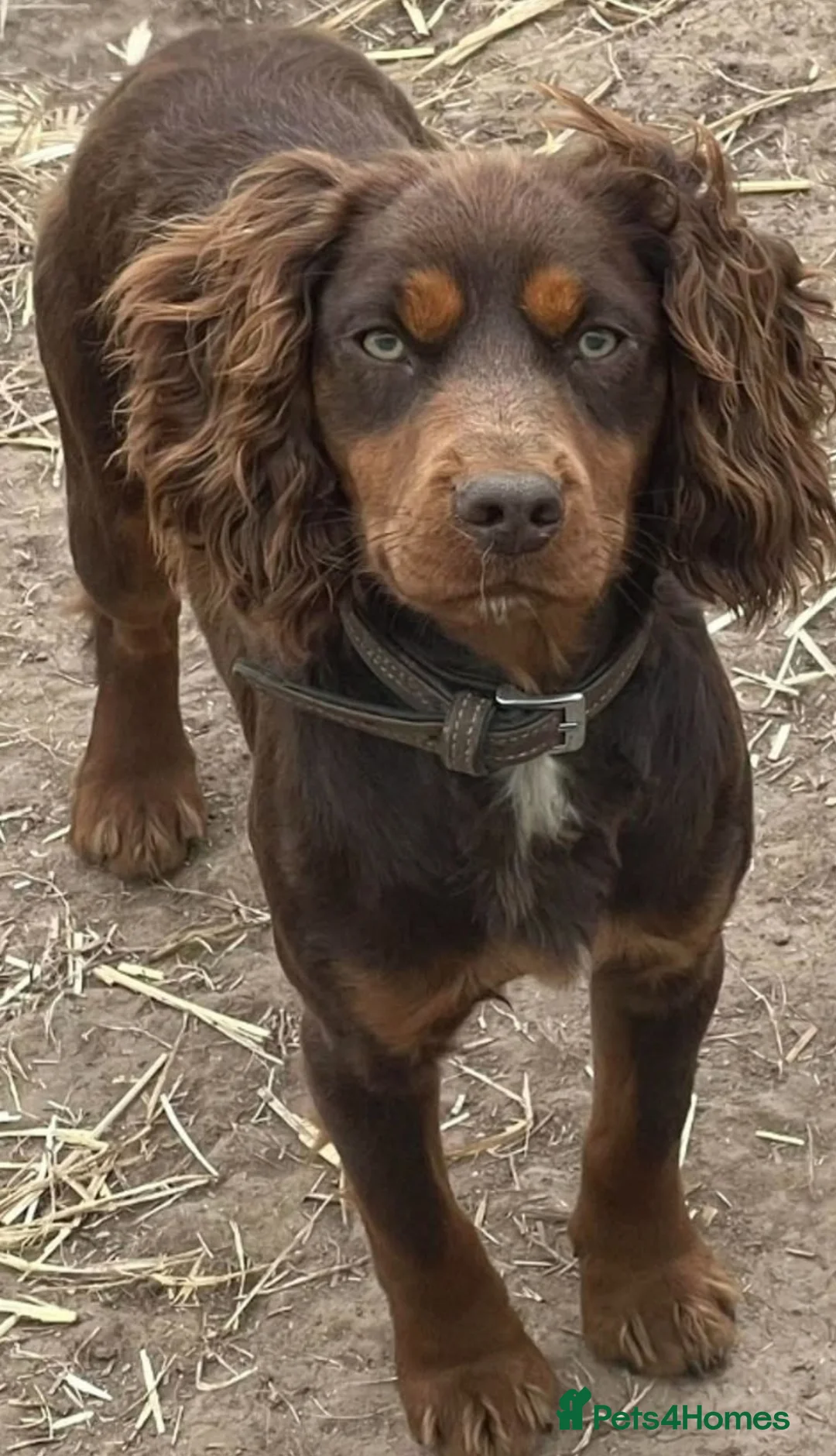 Cocker Spaniel dogs for stud: Choc Tan KC Stud - Advert 2