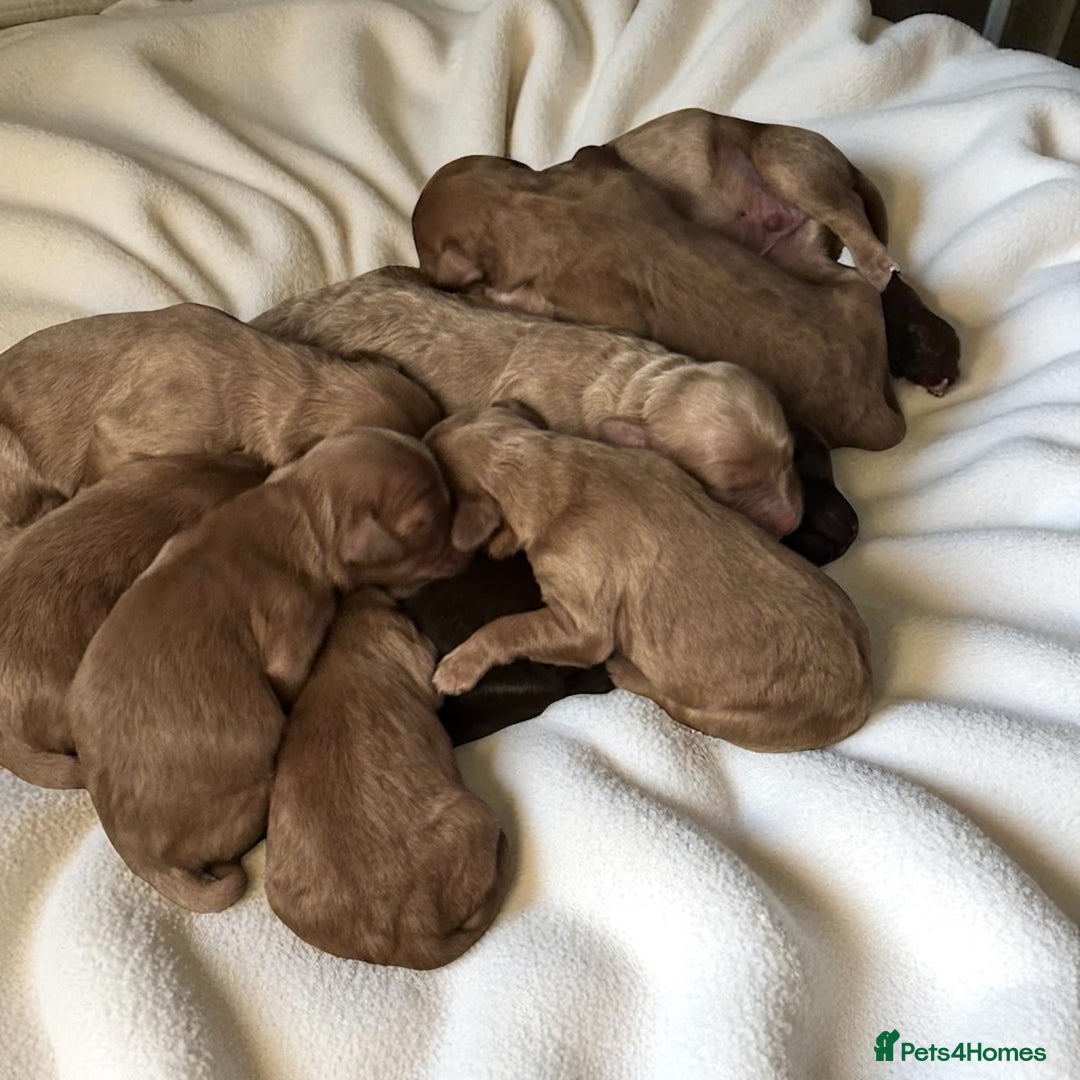 Cockapoo dogs for sale: Adorable F1 Cockapoos - Image 3