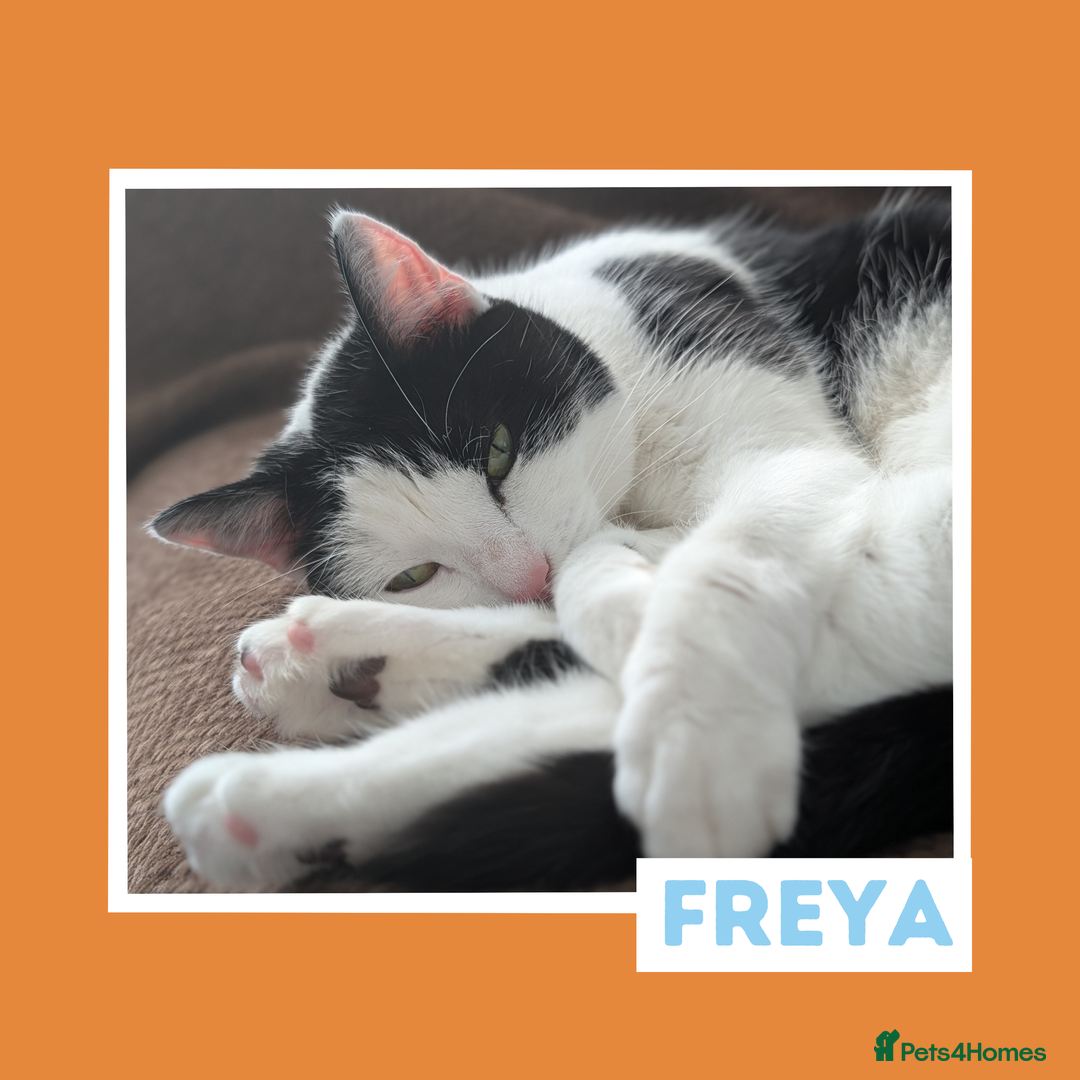 Mixed Breed cats for adoption: The Sassy, Affectionate Charmer - Image 2