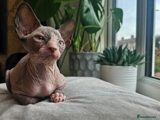 Sphynx cats - Advert 12