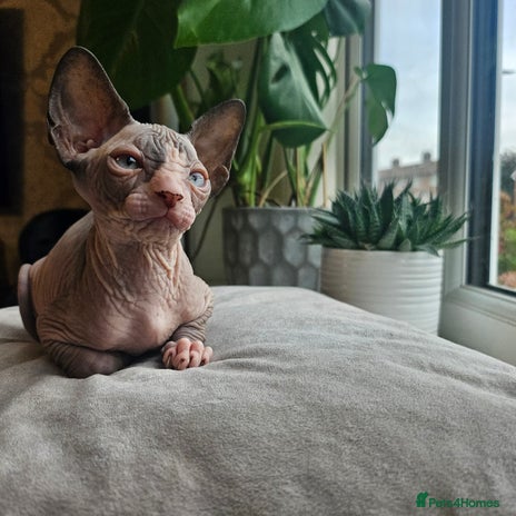Sphynx cats - Advert 15