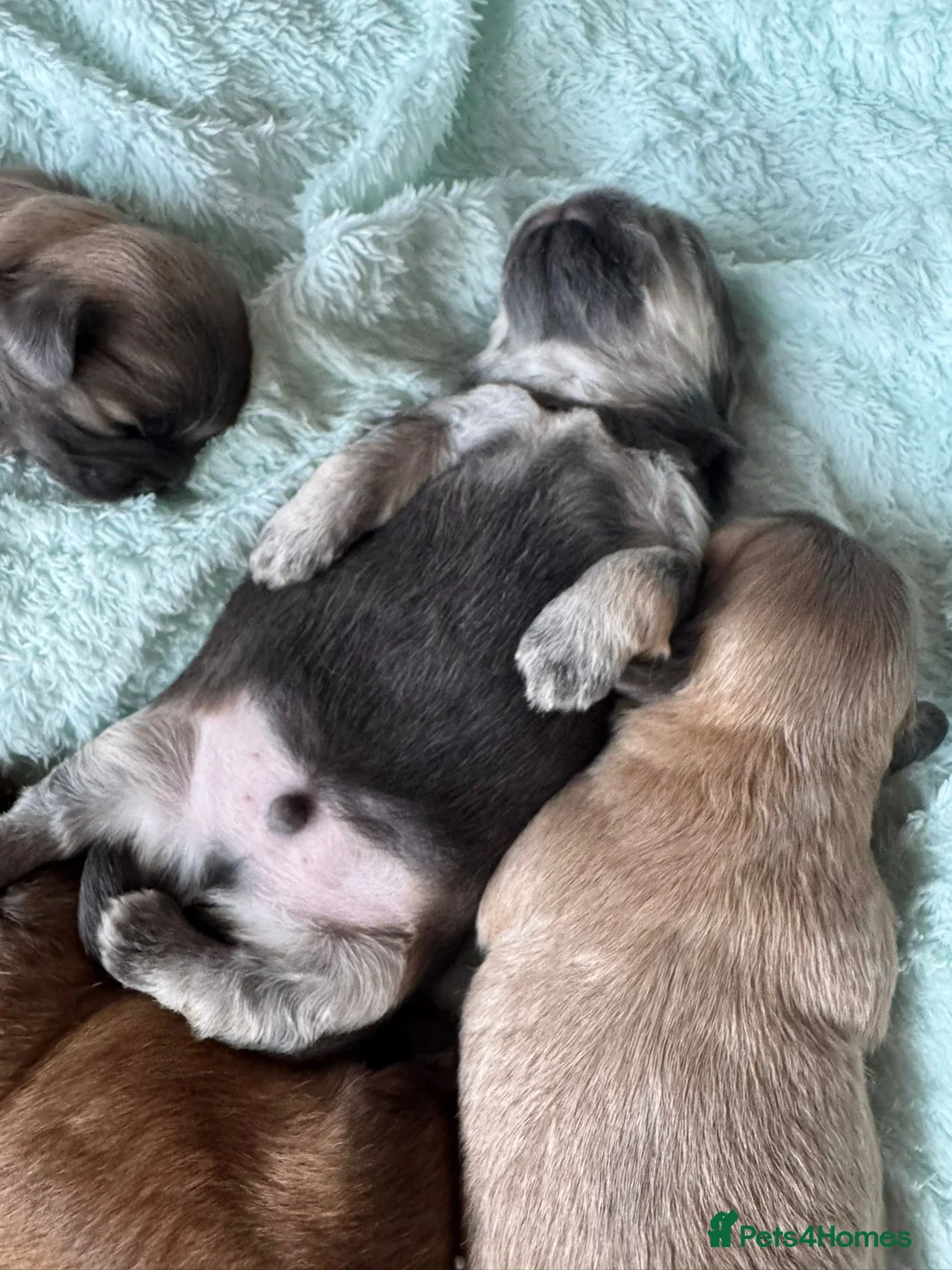 Shih Tzu dogs for stud: Stunning Lavender Dobie Shih Tzu in Motherwell - Advert 6