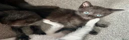 Mixed Breed cats for sale: Kittens for sale 4 males 2 females ready now  - Advert 6
