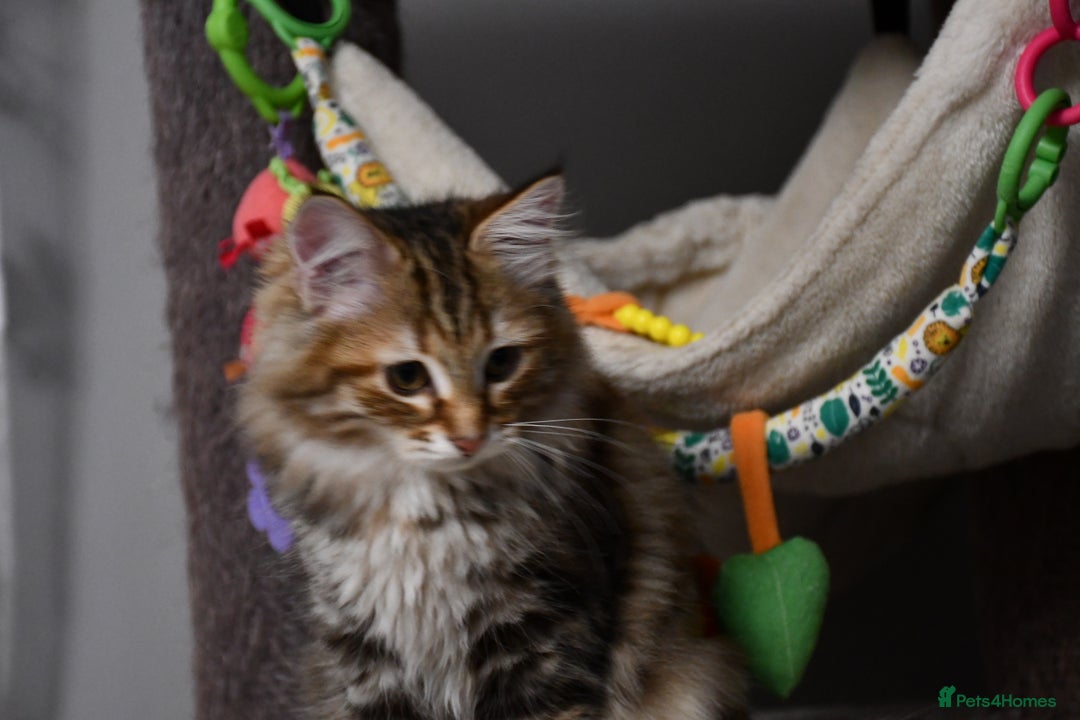 Siberian cats for sale: Siberian From Tunguska House Cattery - Advert 27