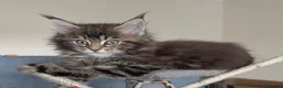Maine Coon cats for sale: Three beautiful female Maine coons  - Advert 9