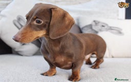 Miniature Dachshund dogs for stud: MASTER DUKE 🐶 miniature dashshund for stud in Wisbech - Image 1