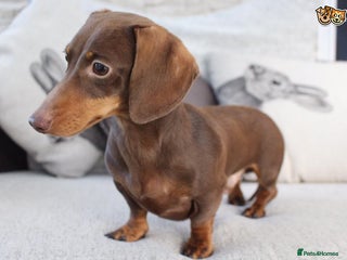 Miniature Dachshund dogs in Wisbech - Advert 10