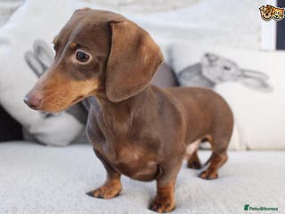Miniature Dachshund dogs MASTER DUKE 🐶 miniature dashshund for stud in Wisbech - Advert 7